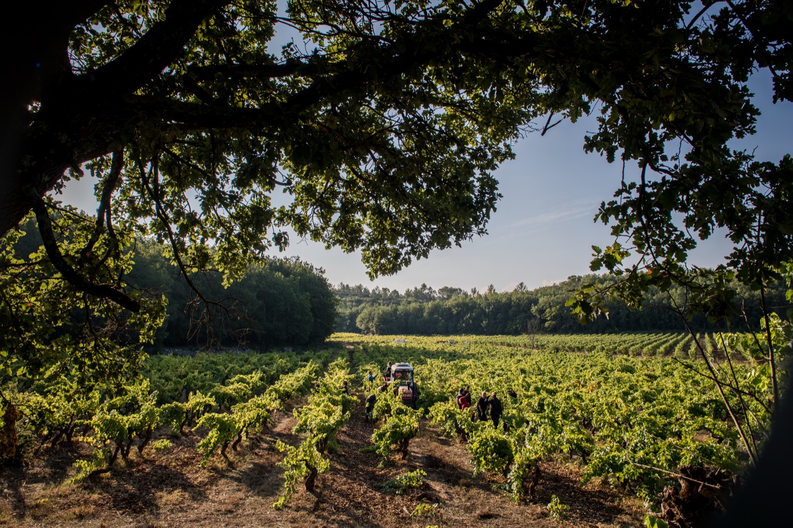 Provence x Bordeaux